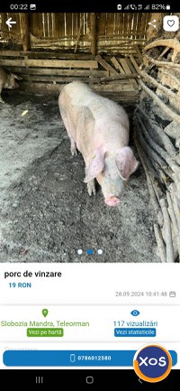 Porc de vinzare.................... - 2