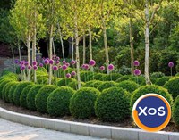 Buxus -Gard Viu - 2