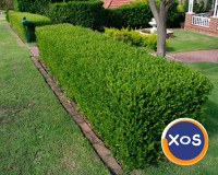 Buxus -Gard Viu - 1