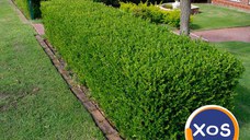 Buxus -Gard Viu