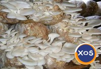 Compost ciuperci pleurotus - 7