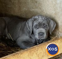 Căței Cane Corso superbi - 9