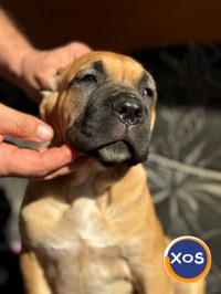 Căței Cane Corso superbi - 7