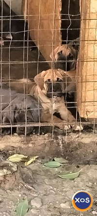 Căței Cane Corso superbi - 11