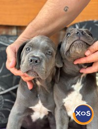 Căței Cane Corso superbi - 1