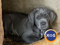 Căței Cane Corso superbi - 8