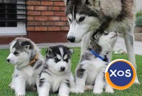 Cățeluși Husky Siberieni de calitate - 1