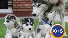 Cățeluși Husky Siberieni de calitate