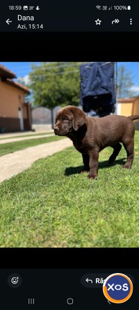 Pui labradori baieti si fetite. - 2