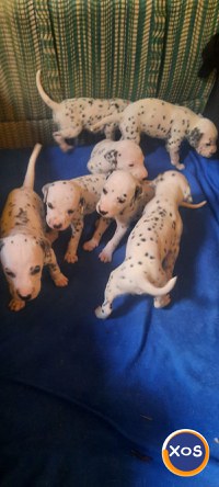 Puii Dalmatian nou născuți - 1