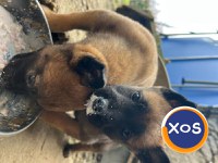 Vand urgent Căței Ciobănesc Belgian Malinois - 4