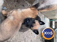 Vand urgent Căței Ciobănesc Belgian Malinois - 2