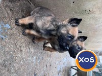 Vand urgent Căței Ciobănesc Belgian Malinois - 6