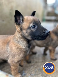 Vand urgent Căței Ciobănesc Belgian Malinois - 3