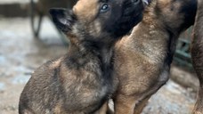 Vand urgent Căței Ciobănesc Belgian Malinois