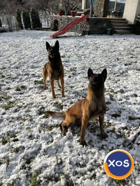 Vand urgent Căței Ciobănesc Belgian Malinois - 5