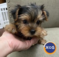 pui de yorkie pentru adopție - 1