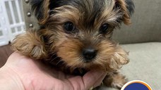 pui de yorkie pentru adopție