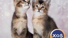 Caracal f4 i caracat f5 mačići dostupni za prodaju