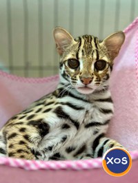 ocelot ćhavo si disponibilo - 4