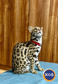 ocelot ćhavo si disponibilo - 6