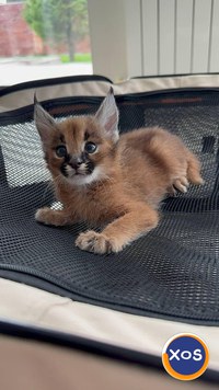 Savannah și pisoi caracal toate prioritățile - 3