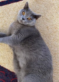 Vand pisica british shorthair - 2