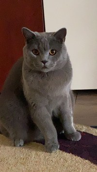 Vand pisica british shorthair - 4