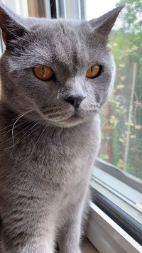 Vand pisica british shorthair - 6