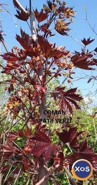 Acer platanoides Royal Red - 1