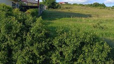 Vând teren intravilan în comuna Bârnova, sat Bârnova