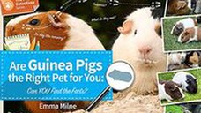 Are Guinea Pigs the Right Pet for You