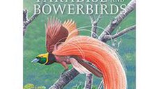 Birds of Paradise and Bowerbirds