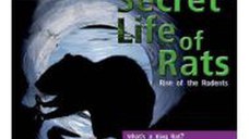 EXTREME! SECRET LIFE OF RATS