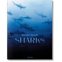 Latest Edition - Sharks - 1