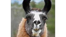 Llamas: DK Readers Level 2