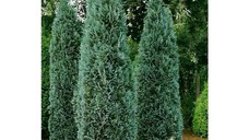 Arbore ornamental Dracula, Chamaecyparis columnaris balot, H 190 cm