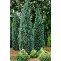 Arbore ornamental Dracula, Chamaecyparis columnaris balot, H 190 cm - 1