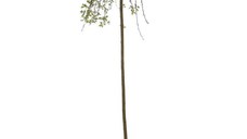 Arbore tip salcie ornamental, Salix Kilmarnock, H 130 cm, D 23 cm