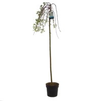 Arbore tip salcie ornamental, Salix Kilmarnock, H 130 cm, D 23 cm - 1