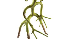 Figurina Animale Fantastice articulata IdeallStore®, Bowtruckle Friend, editie colectie, 18 cm