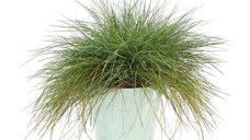 Iarba decorativa Dracula, Festuca glauca intense blue, H 27 cm, D 17 cm