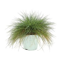 Iarba decorativa Dracula, Festuca glauca intense blue, H 27 cm, D 17 cm - 1