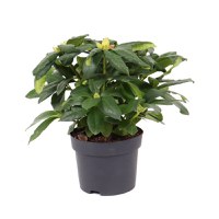 Planta de exterior Dracula, azalee Rhododendron mix, cu flori H 35 cm, D 17 cm - 1