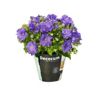 Planta de exterior Dracula, Campanula Porto blue, cu flori, H 19 cm, D 11 cm - 1