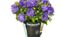 Planta de exterior Dracula, Campanula Porto blue, cu flori, H 19 cm, D 11 cm