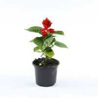 Planta de exterior Dracula, Salvia, rosu, cu flori D 10 cm - 1