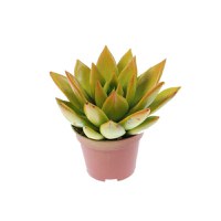 Planta de interior Dracula, Echeveria rainbow bicolor suculenta, D 7 cm - 1