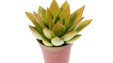 Planta de interior Dracula, Echeveria rainbow bicolor suculenta, D 7 cm