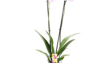 Planta de interior Dracula, Orhidee Phalaenopsis inflorite, H 60 cm, D 12 cm,